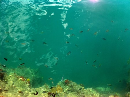 Poissons Aloha Tower