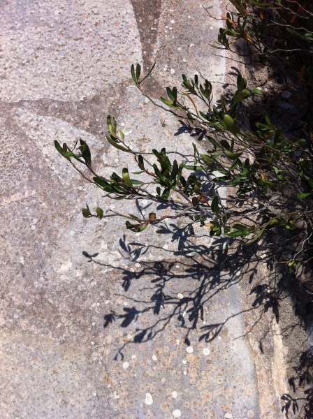 Ibiza by Nathalie Schon